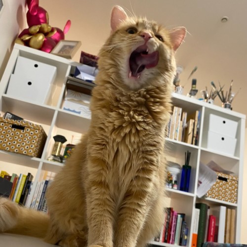 Claudia - Domestic Medium Hair (DMH) Cat