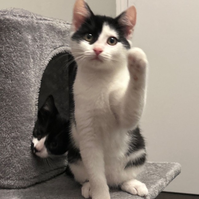 Photo of Skittles And Parkway 😸