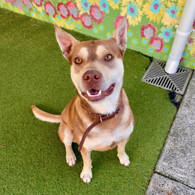 Photo of D1036 Buddy