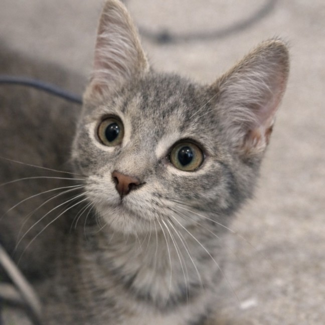 Photo of Lucy ⭐️🦋