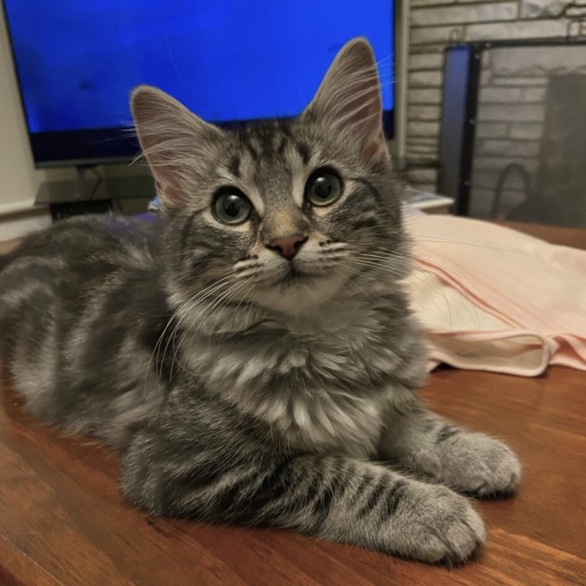 Photo of Stella ^^Dandy Cat Rescue^^