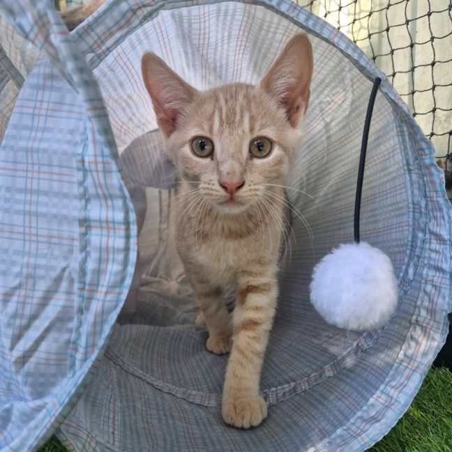Photo of Winston (Jnr)