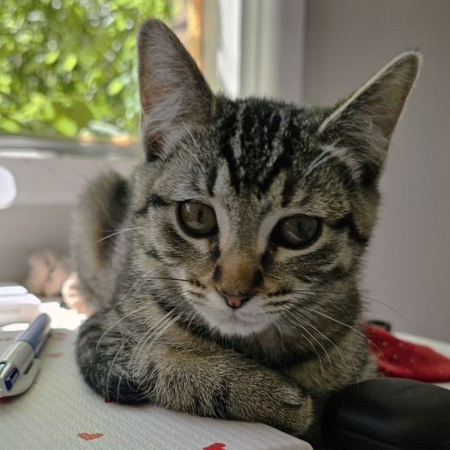 Photo of Waratah ^^Dandy Cat Rescue^^