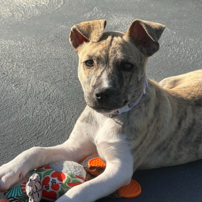 Photo of Eevie 🌼🎀