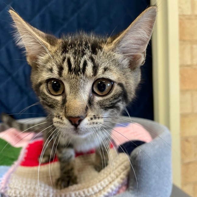 Photo of Marlowe