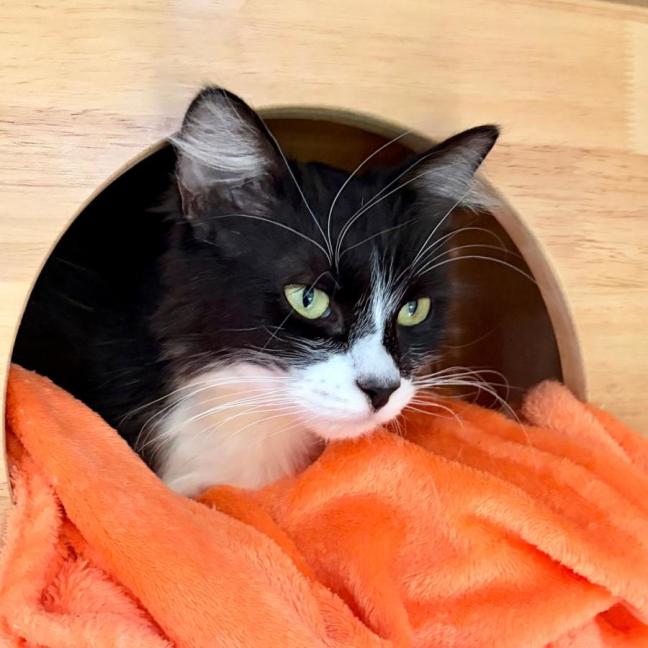 Photo of Taco Belle