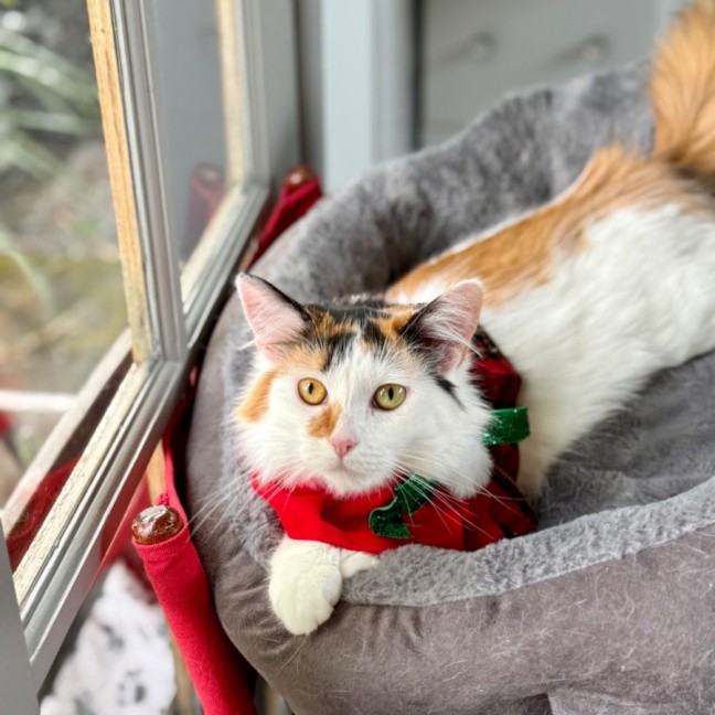 Photo of Miss Lizzie