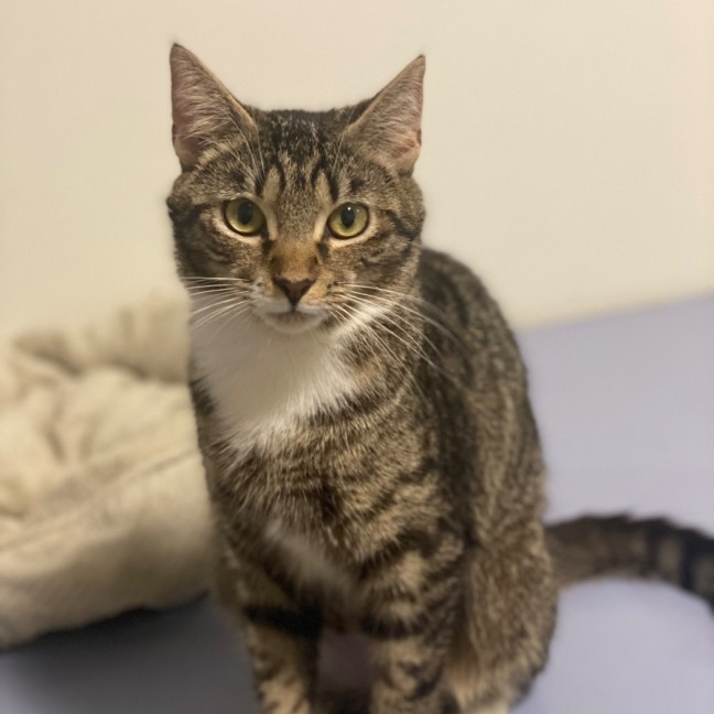 Photo of Mitski **2nd Chance Cat Rescue**