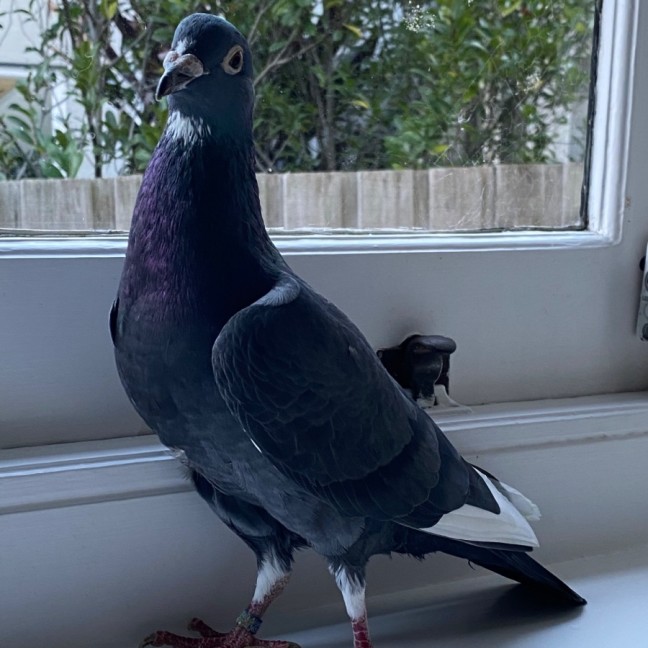 Photo of Easter Chicken Delight