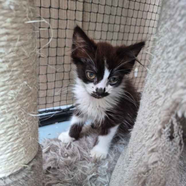 Photo of Joey Mousepad ** 2nd Chance Cat Rescue**