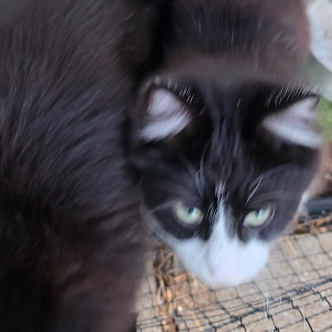 Photo of Alfie