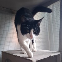 Photo of Zorro