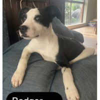 Photo of Badger