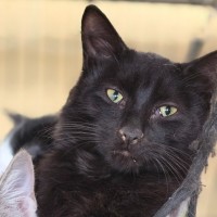 Photo of Grumple Puss