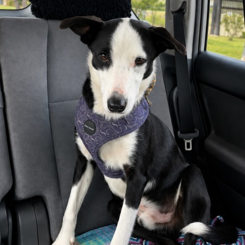 Brodie - Border Collie Dog