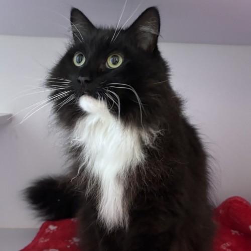 Georgie - Domestic Long Hair (DLH) Cat