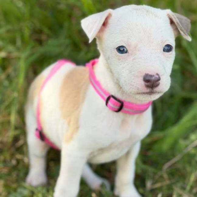 Photo of Abby