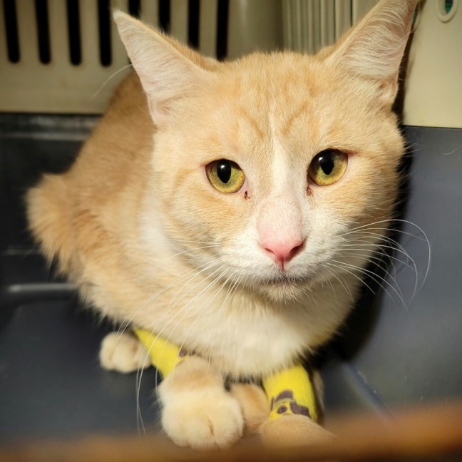 Photo of Hulio ☀️