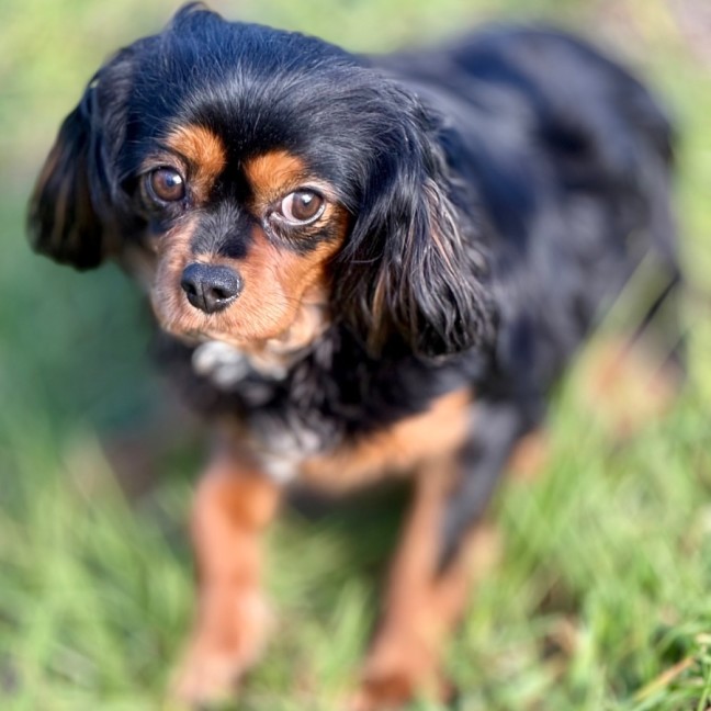 Photo of Scarlett & Scout