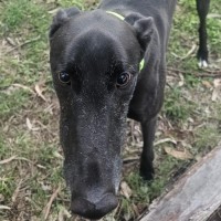 Photo of Bohdi