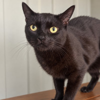 Photo of Sesame