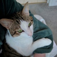 Photo of Pippin 