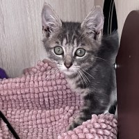 Photo of C1555 Dusty