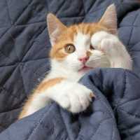 Photo of Humphrey