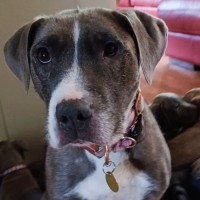 Photo of Poppyseed