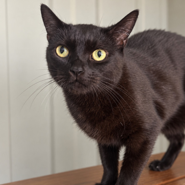 Photo of Sesame