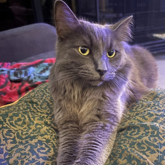Photo of Mr Mittens