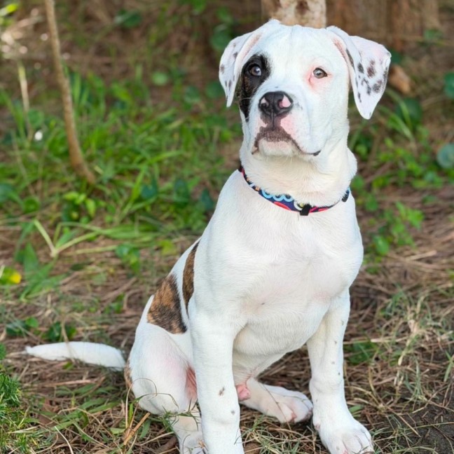 Photo of Hooch