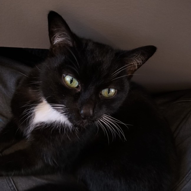 Photo of Sparkles