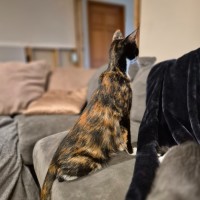 Photo of 🤎 Nutmeg 🤎