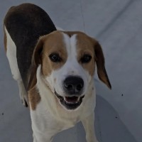 Photo of Whiskey