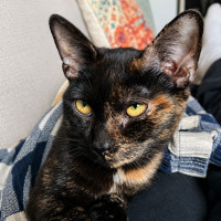 Photo of Latte