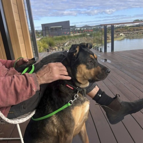Bambi - Rottweiler x Australian Kelpie Dog