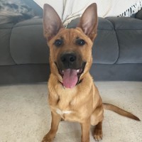 Photo of Archie