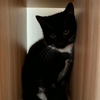 Photo of Betty ** 2nd Chance Cat Rescue**