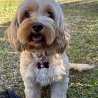Photo of Ruby