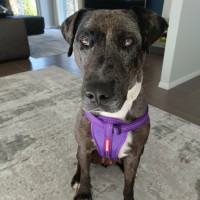 Photo of Freya