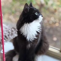 Photo of Kala (Lilo)