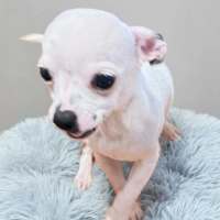 Photo of Polo