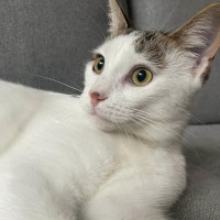 Photo of Snickers