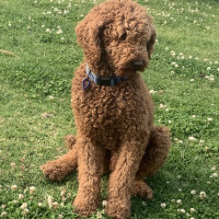 Photo of Jaffa, 4yo, Male Poodle 💖(Trial 13/12/24)