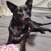 Photo of Gypsy