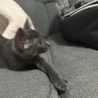 Photo of Snap Dragon