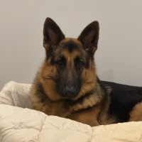 Photo of Bear