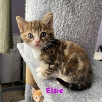 Photo of Elsie