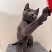 Photo of Sheldon